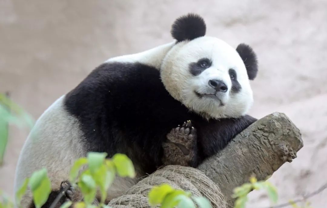 最喜爱大熊猫的前六名国家,世界上最宠大熊猫的6个国家