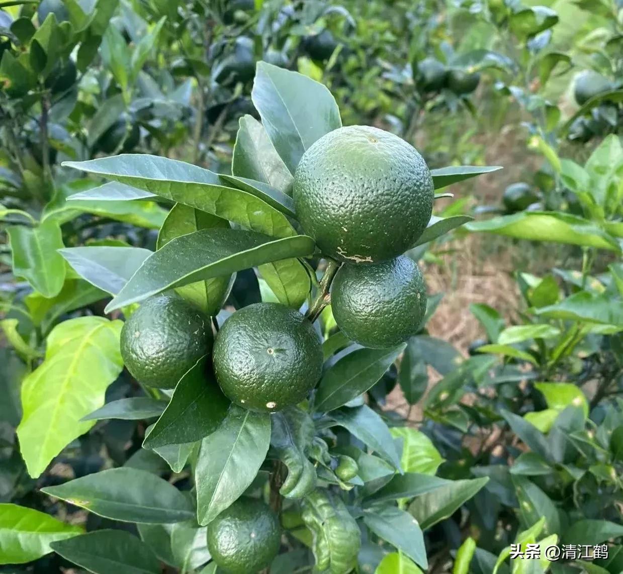 920使用方法哪些作物能用,920和什么混用效果好