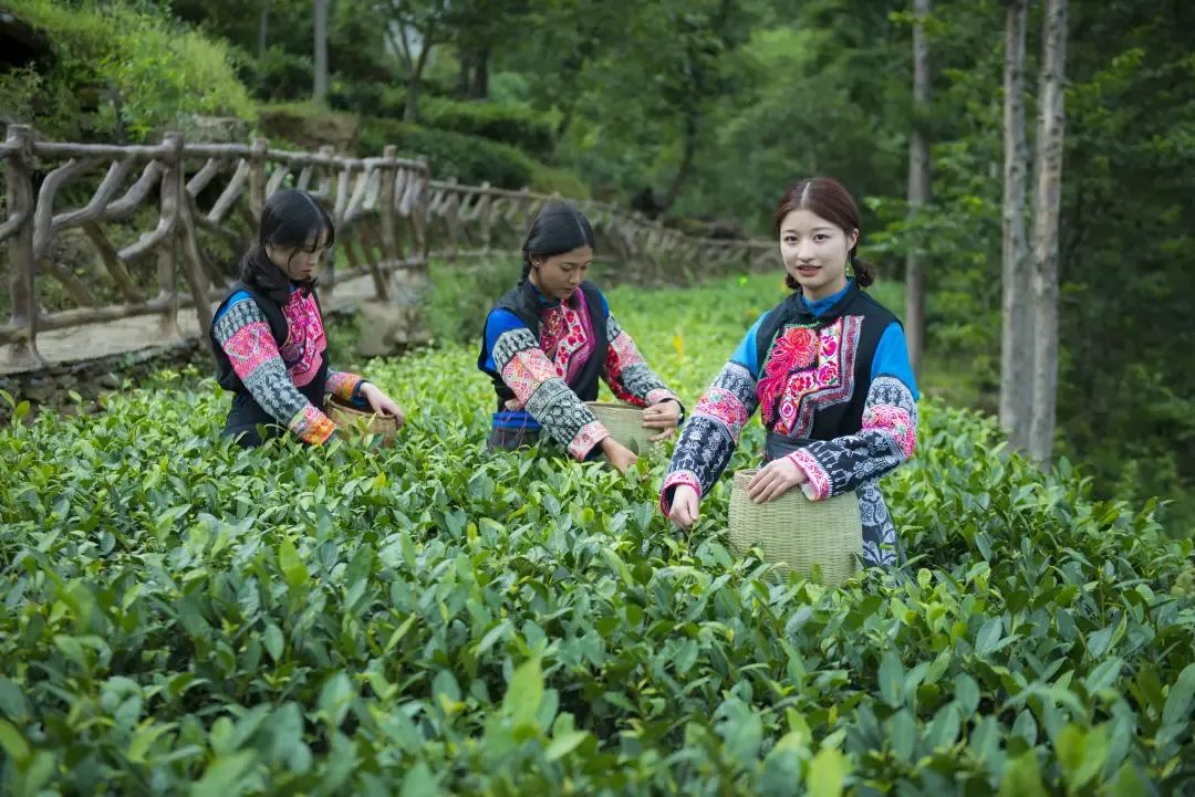 茶马古道滇茶古韵,茶马古道普洱烟茶