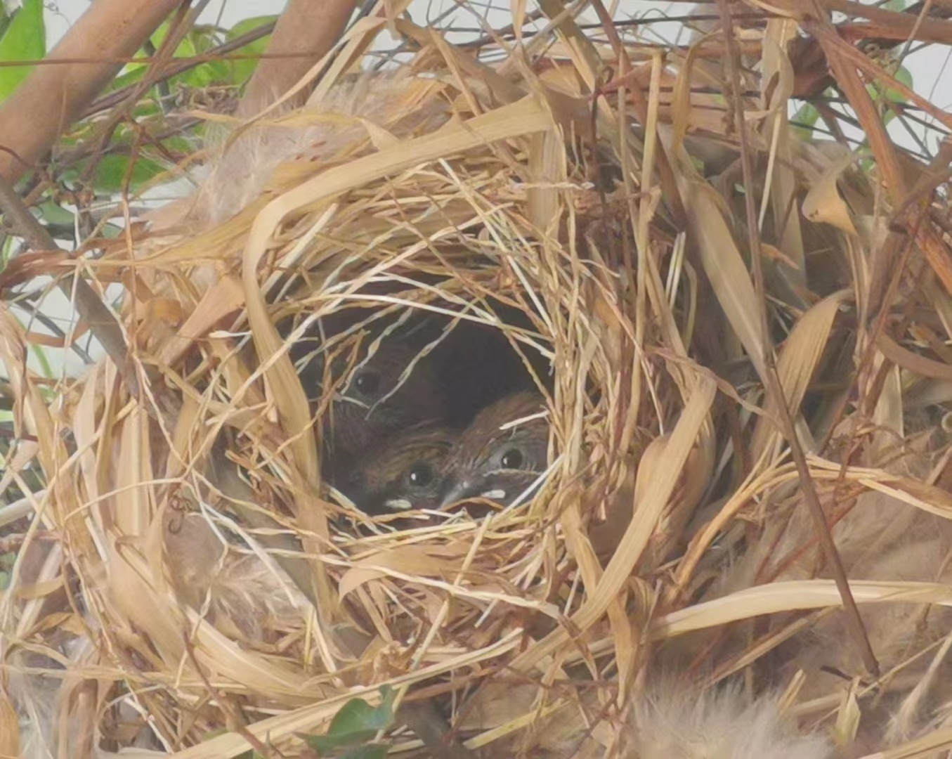 野生鸟类保护幼崽,农村常见的鸟类保护动物