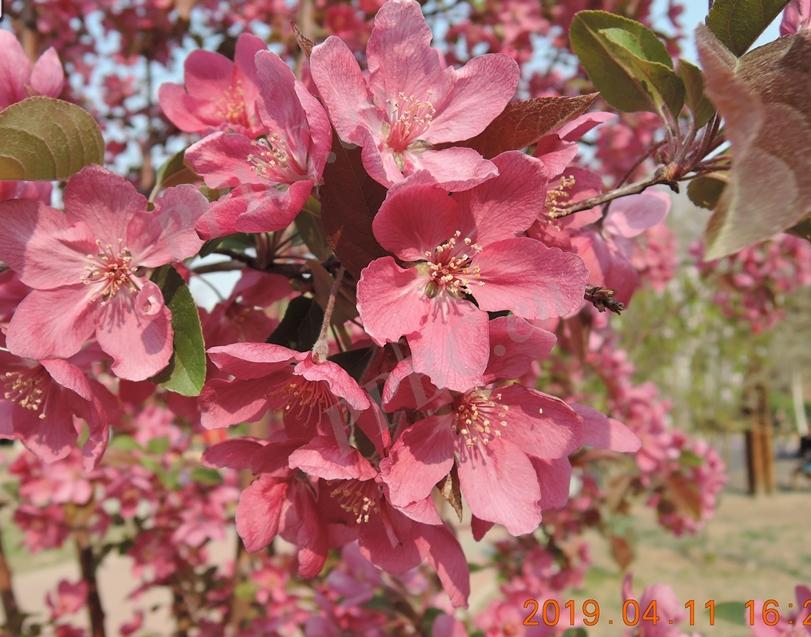 北美海棠与西府海棠的区别,北美海棠与西府海棠区别