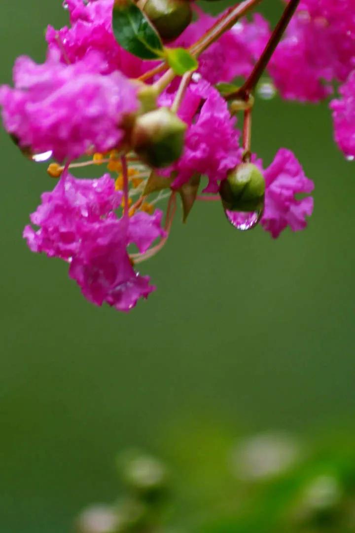 紫薇花壁纸高清全屏,唯美紫壁纸