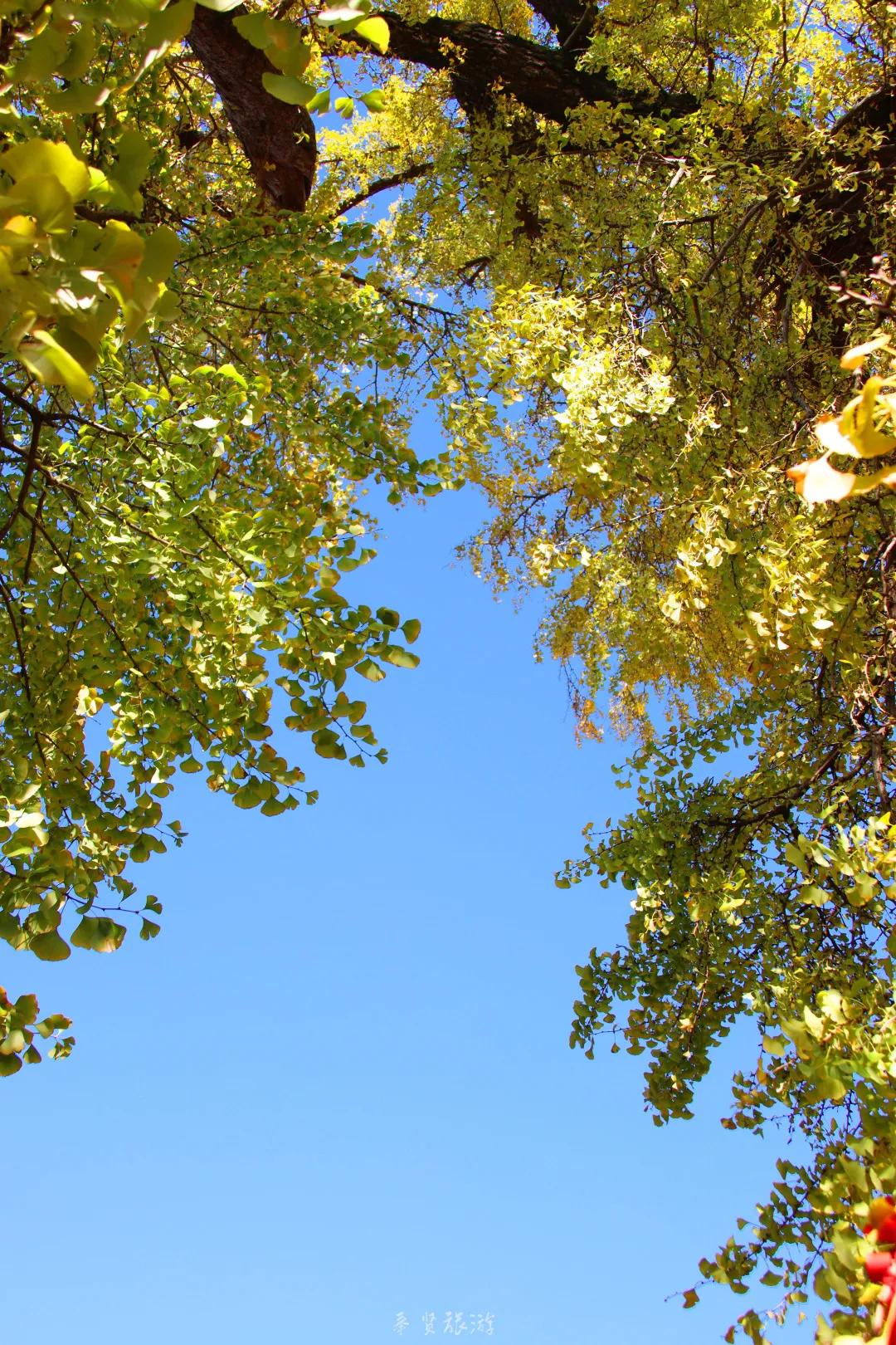二严寺万佛阁银杏黄啦~古刹银杏，来领取奉贤最禅意的浪漫