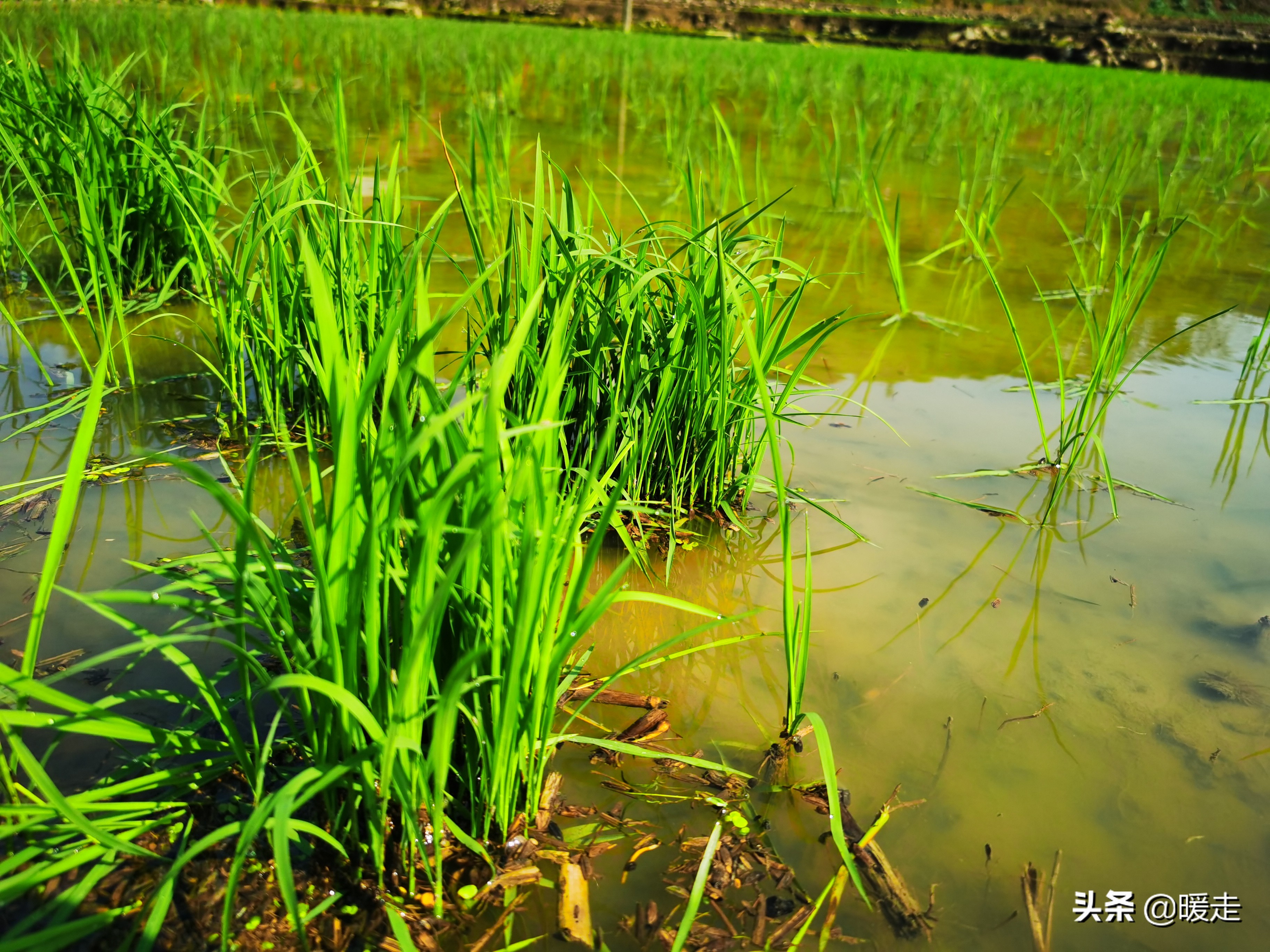 广西农民种田,乡村种田的生活视频