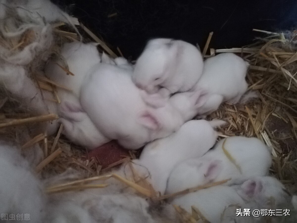 养殖场养羊赚钱还是放养羊赚钱,养猪和养羊养兔哪个更挣钱