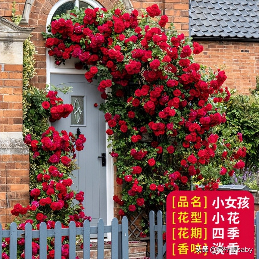 路边的蔷薇花是什么品种,哪个品种蔷薇花最好看最香