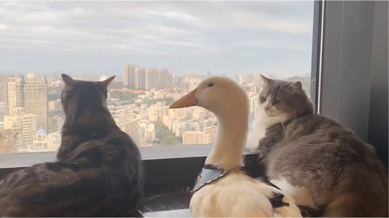 为了交配繁衍，雄性动物有多拼？猫生殖器带刺，鸭子改造成螺旋状