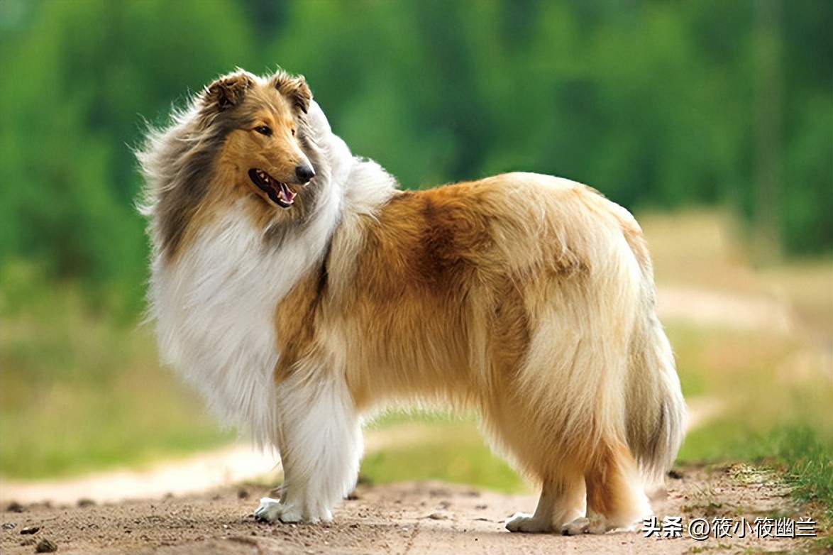 傻傻分不清的几种狗狗,什么狗狗的脾气最好最容易熟悉