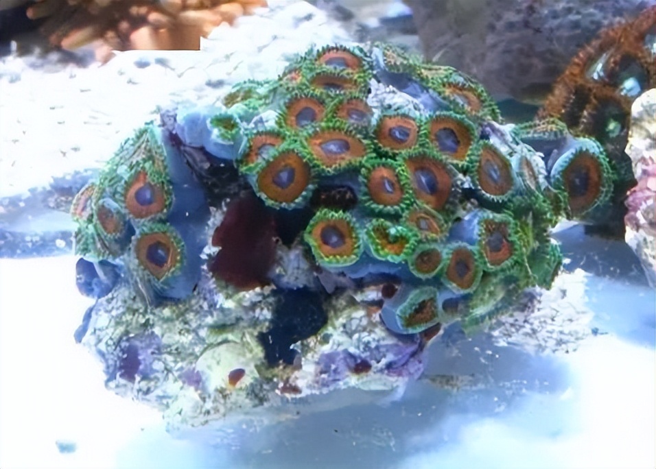 海水珊瑚缸鹦鹉螺,海水缸珊瑚视频大全