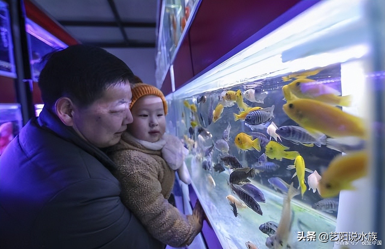 鱼当天卖不完死了怎么办,鱼活不过三天怎么办