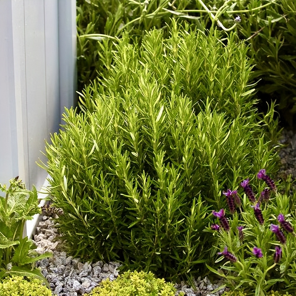 养花有小蚊虫用什么办法可以消灭,家里养花驱蚊虫小妙招