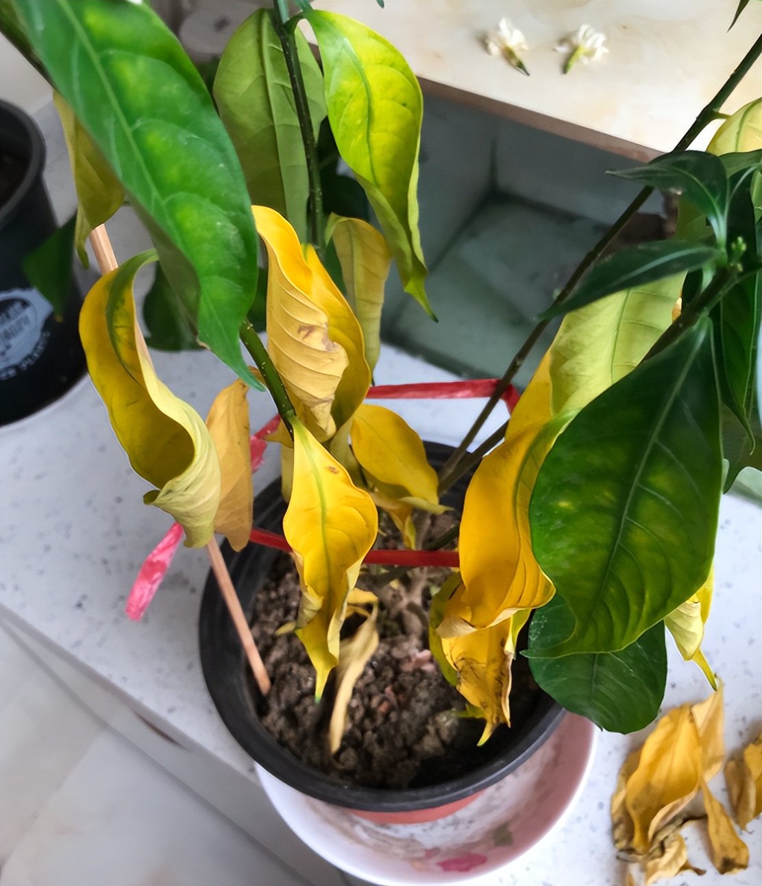 月季水浇多了叶子萎蔫还能活吗,杜鹃花水浇多了叶子蔫了如何处理