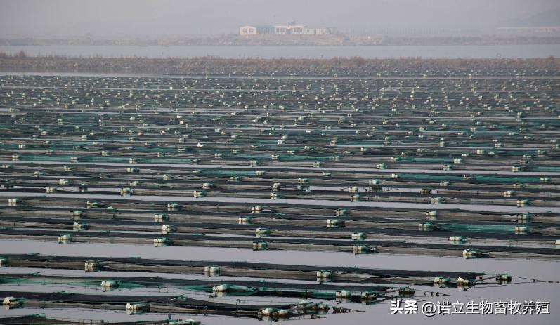 海参的注意事项,海参高温期用什么菌好