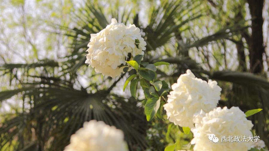 西法大到底是什么,西法大是什么意思网络用语