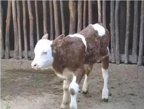 牛羊养殖管理要点总结,春季牛羊常见的病与治疗