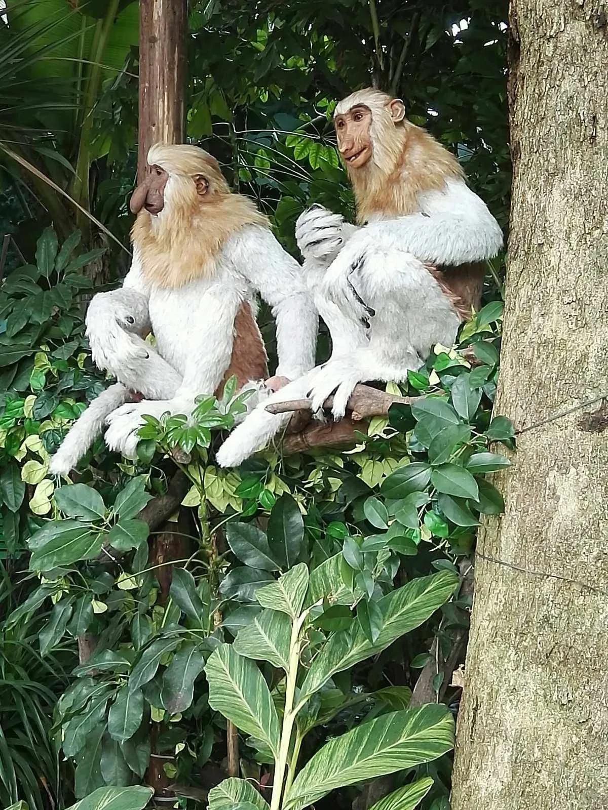 广州长隆野生动物园全部动物,广州长隆野生动物园所有动物介绍