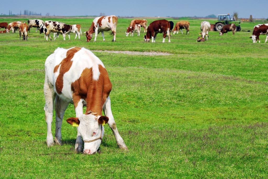 牛拉白色干粪球最快解决方法,牛拉干粪球怎么回事