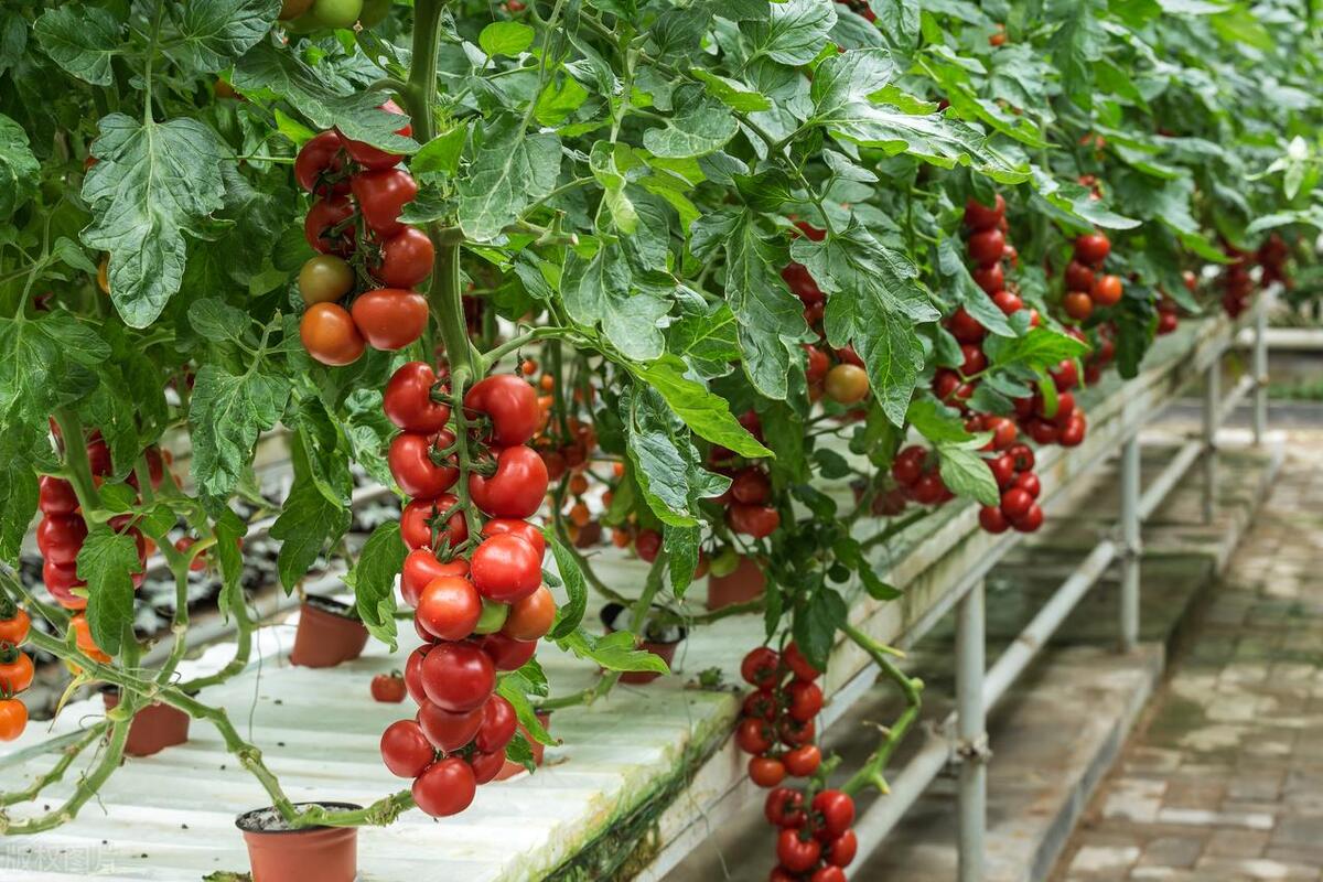日光温室番茄栽培技术要点,温室种植番茄灌溉方式
