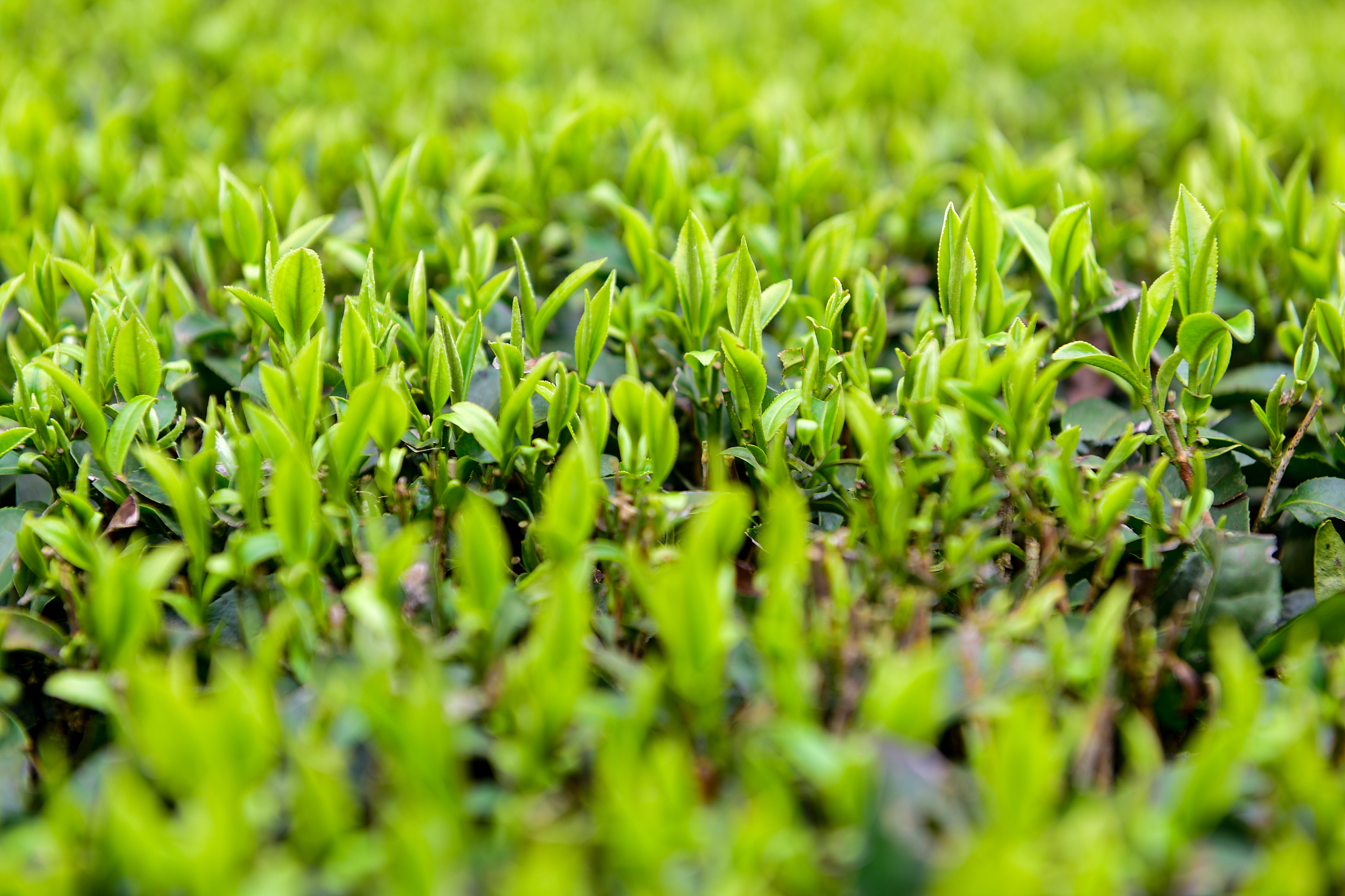 天目湖白茶的简介,天目湖白茶怎么存放