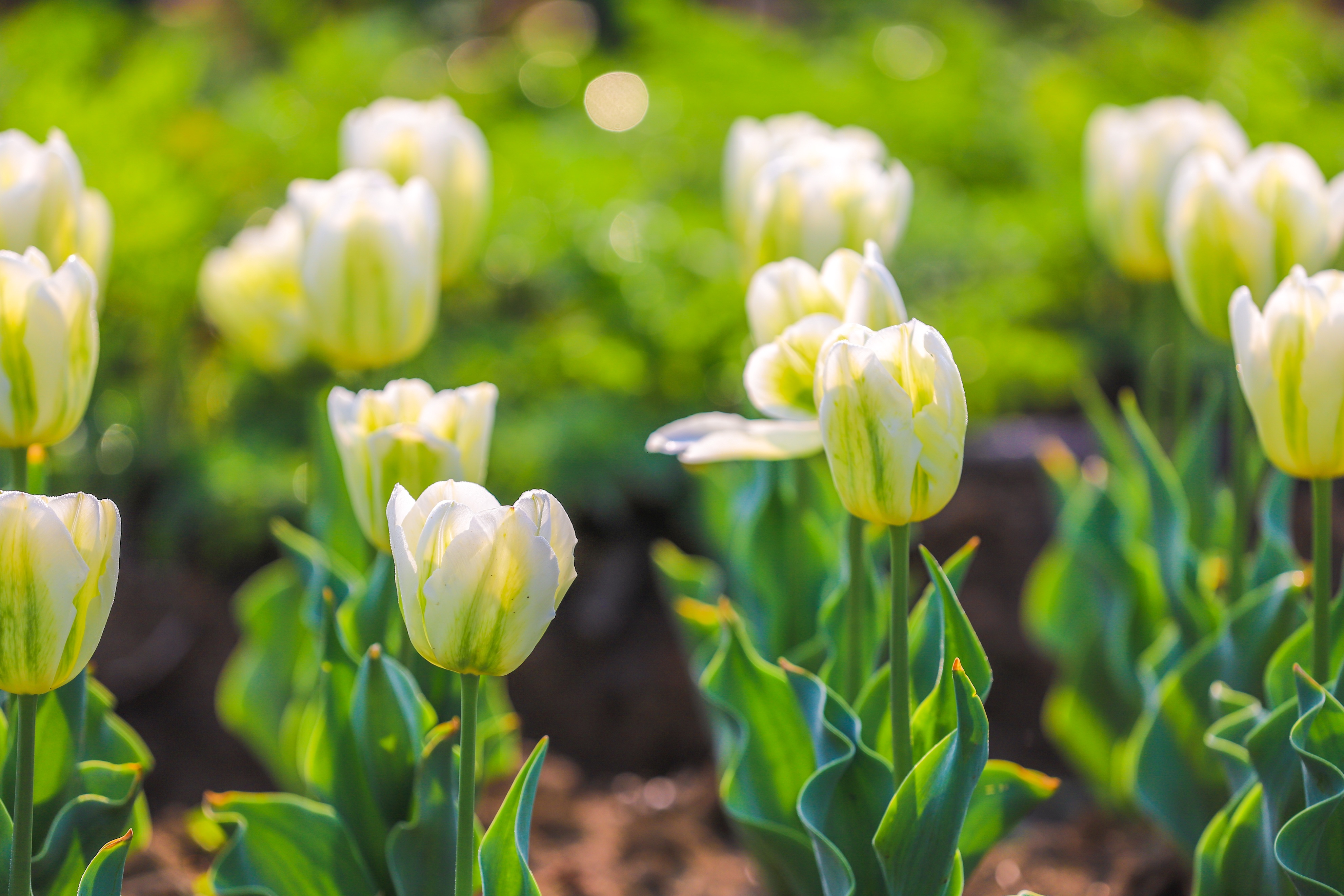 同心花海樱花航拍,踏青赏花邂逅一场浪漫樱花盛宴