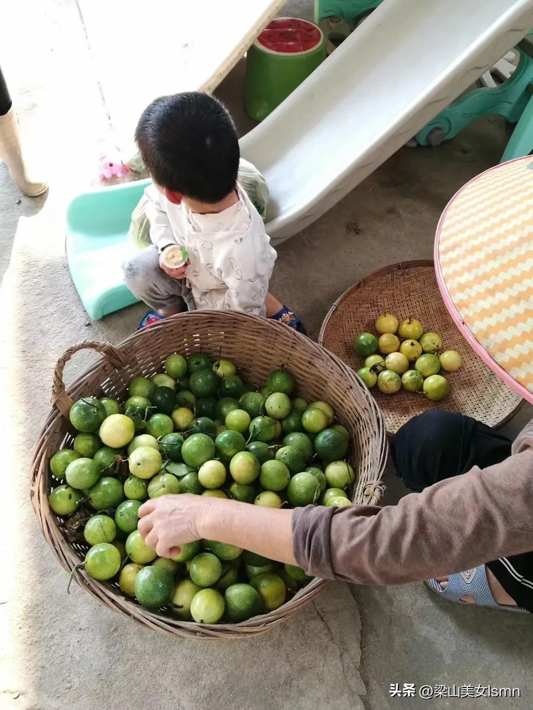 广西水果全国第一原因,广西全国第一的水果