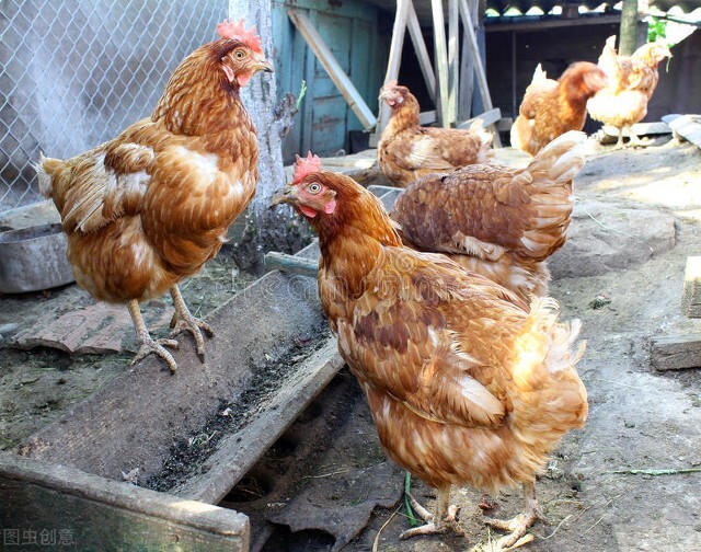 家禽磺胺药中毒怎么解毒最好,家禽中毒怎么解毒最好