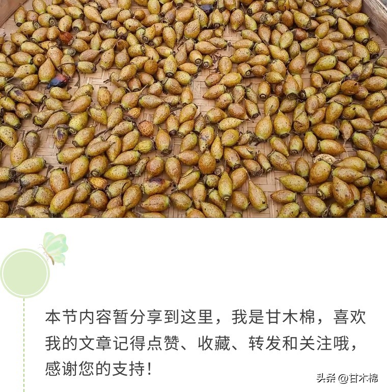 广西珍贵野果既能泡茶又能煲汤,黄色带刺泡酒的野果