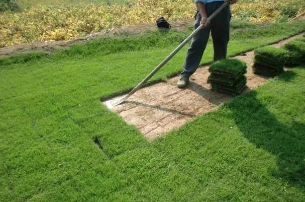 一般草坪多少钱,草坪每平方报价多少