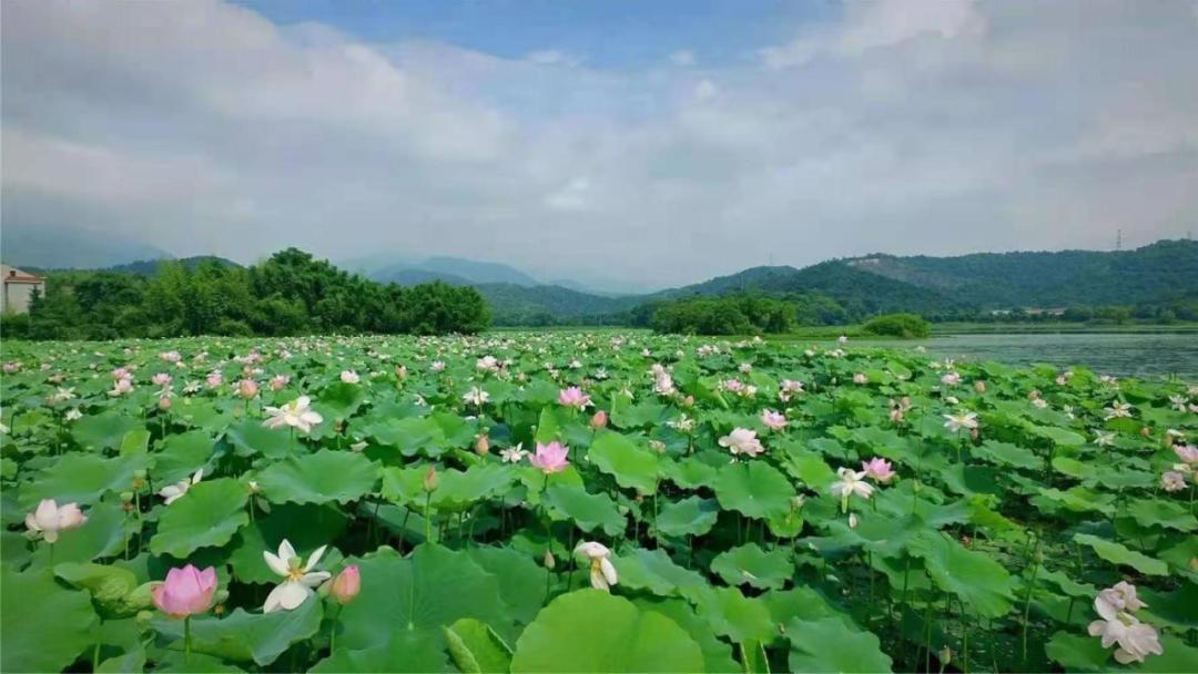 8月出游去哪儿？20条精品旅游线路带你畅享假日活力