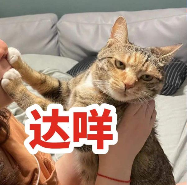 千万不要给猫吃的食物,这7种食物不要给猫吃