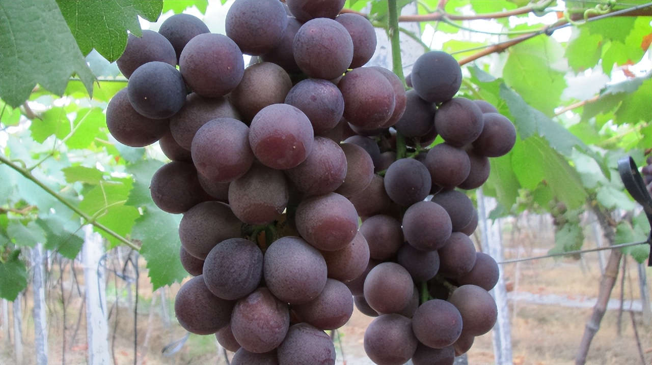 第五届农产品地理标志品牌,浙江知名农产品品牌