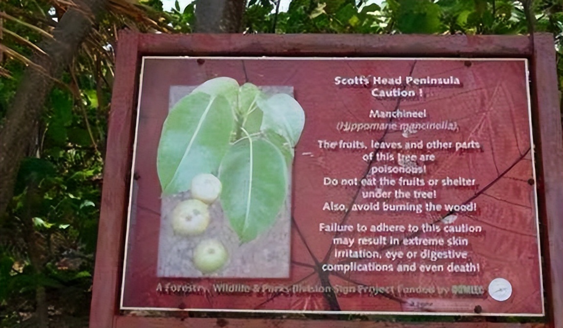 世界上最危险四棵树,地球上最危险的树木