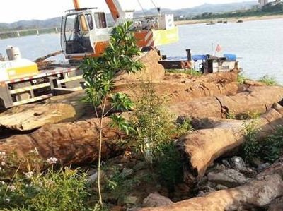 广东惠州乌木事件,四川发现巨型乌木最新消息