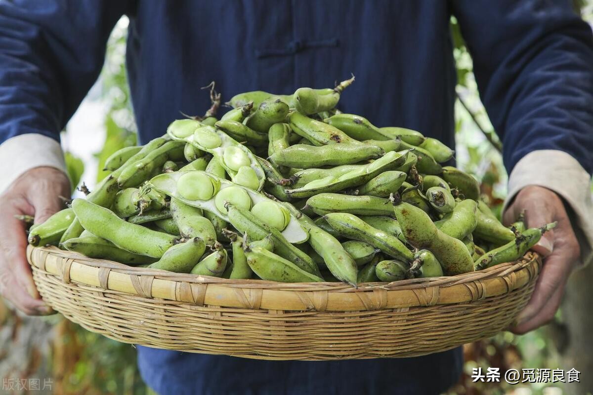 蚕豆保存焯水好还是直接冷冻,蚕豆怎样保存放冰箱吃一年
