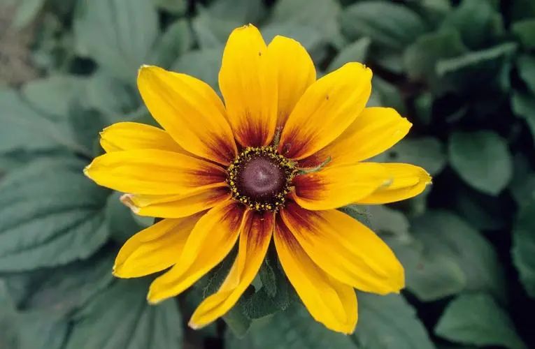 参观国家植物园收获与感悟,参观秦岭国家植物园