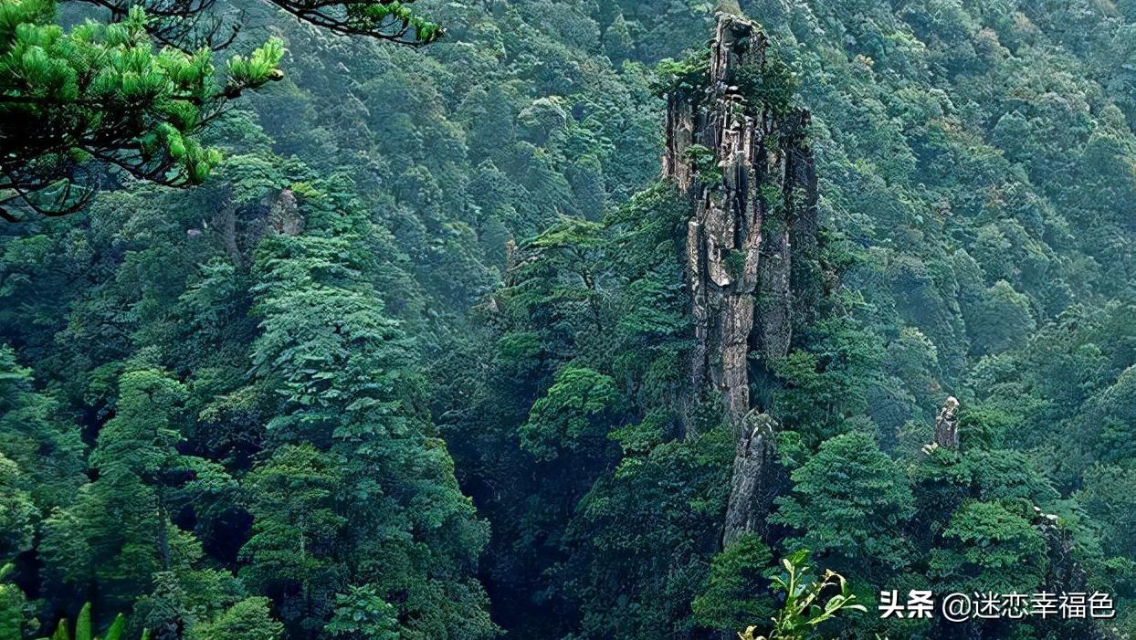 蛇博士完整版,蛇博士烙铁头