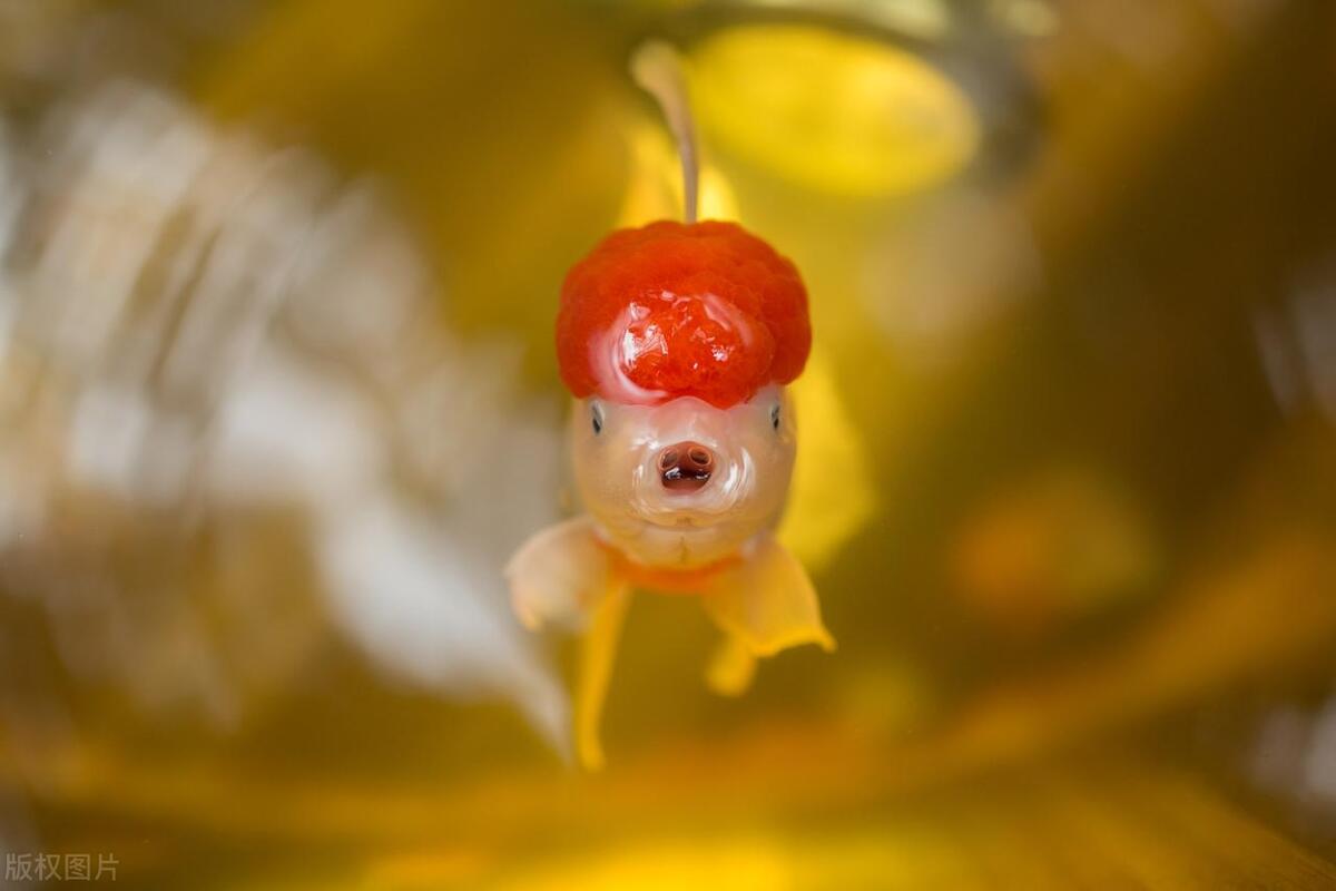 鹤顶红金鱼饲养方法及喂量,鹤顶红金鱼饲养技巧