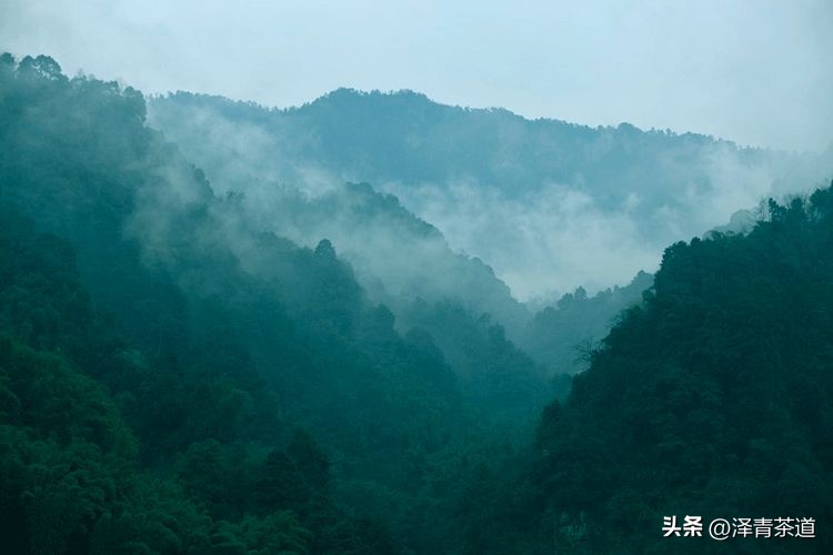 谷雨时节来杯谷雨茶,过了谷雨的茶有什么区别