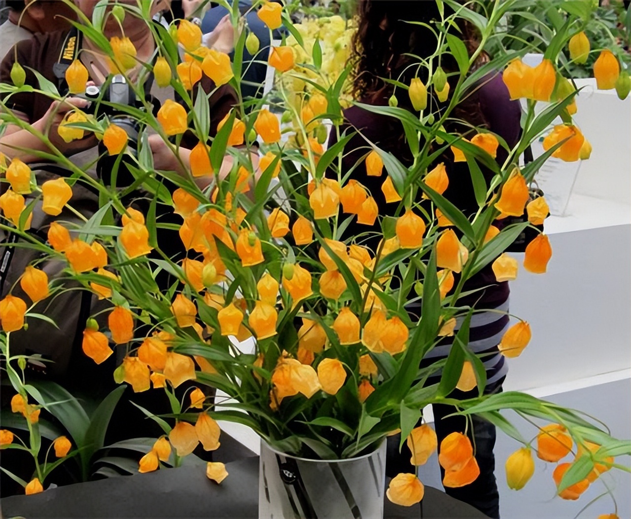 种球一年四季开花品种有哪些,硬根花卉种球大全图解