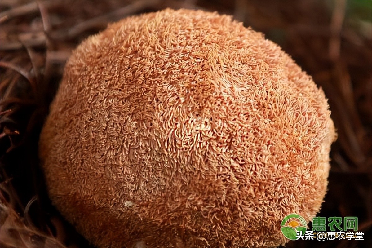 猴头菇市场价多少钱一斤,猴头菇价格多少一斤合适