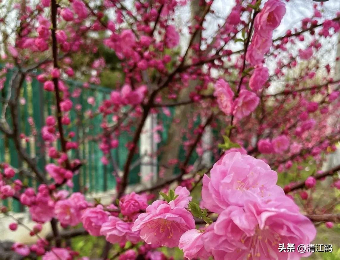 榆叶梅病害有哪些,榆叶梅的观赏特性有哪些呢