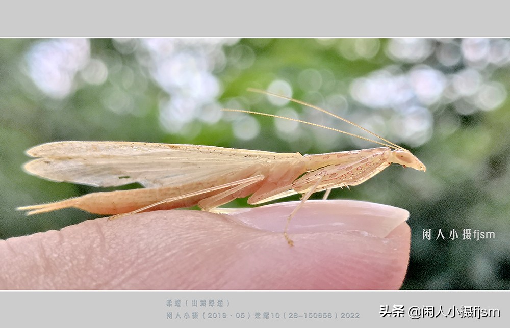 近距离拍摄昆虫小动物,常见昆虫微距摄影活动