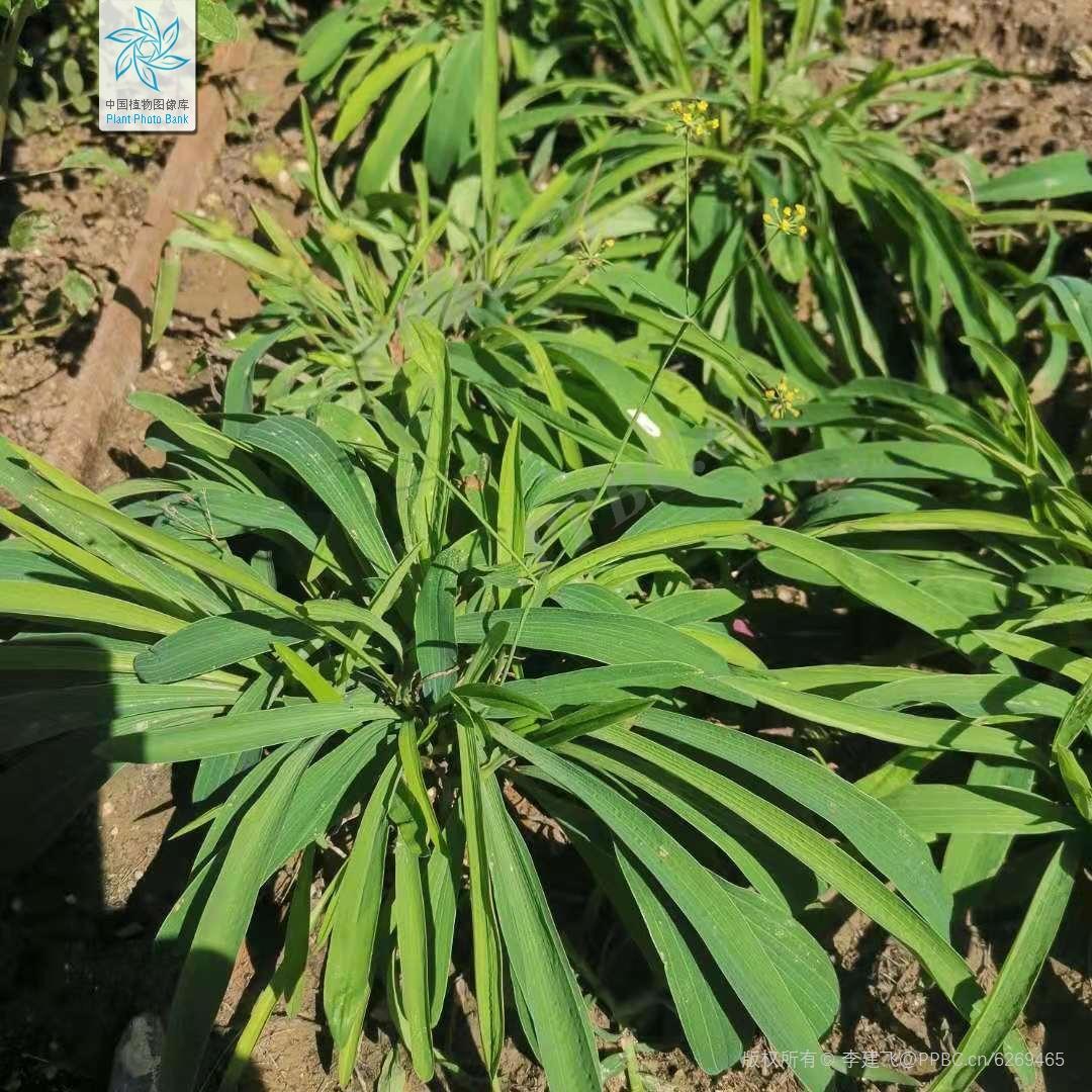 欣擎茹草踏春来·柴胡