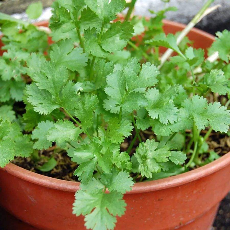 一年四季都能种绿叶菜有哪些,四五月份最适合种的绿叶菜有哪些