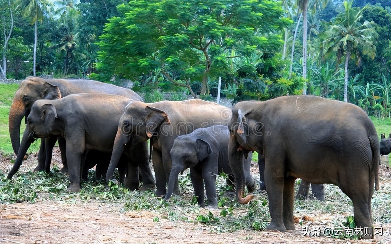 农夫和狼的故事原版,农夫和狼故事视频