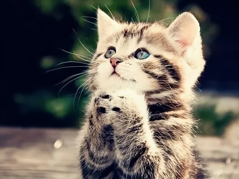 猫静脉栓塞,猫静脉栓塞和动脉栓塞的区别