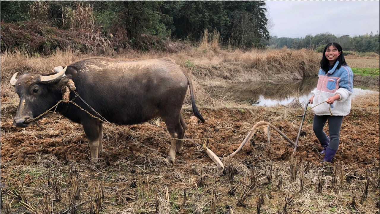 立夏节气,农村6种野味别错过,采摘正当时,有的100多元一斤