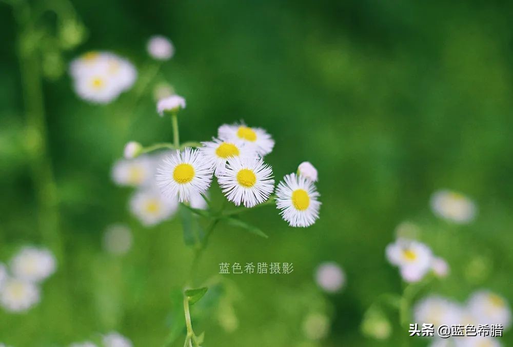 花花草草怎么拍出高级感,如何拍出惊艳的花卉