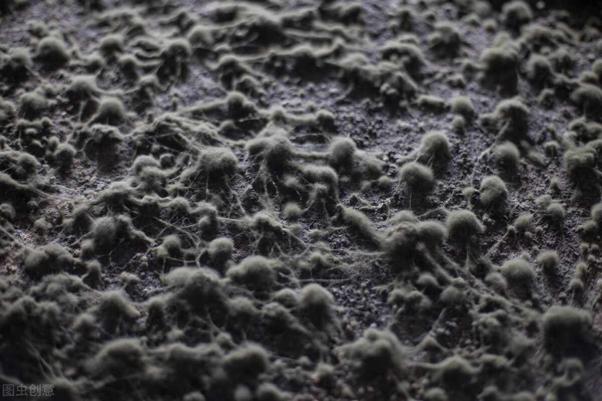 甲癣（灰指甲）的前世今生，灰指甲科普它来了