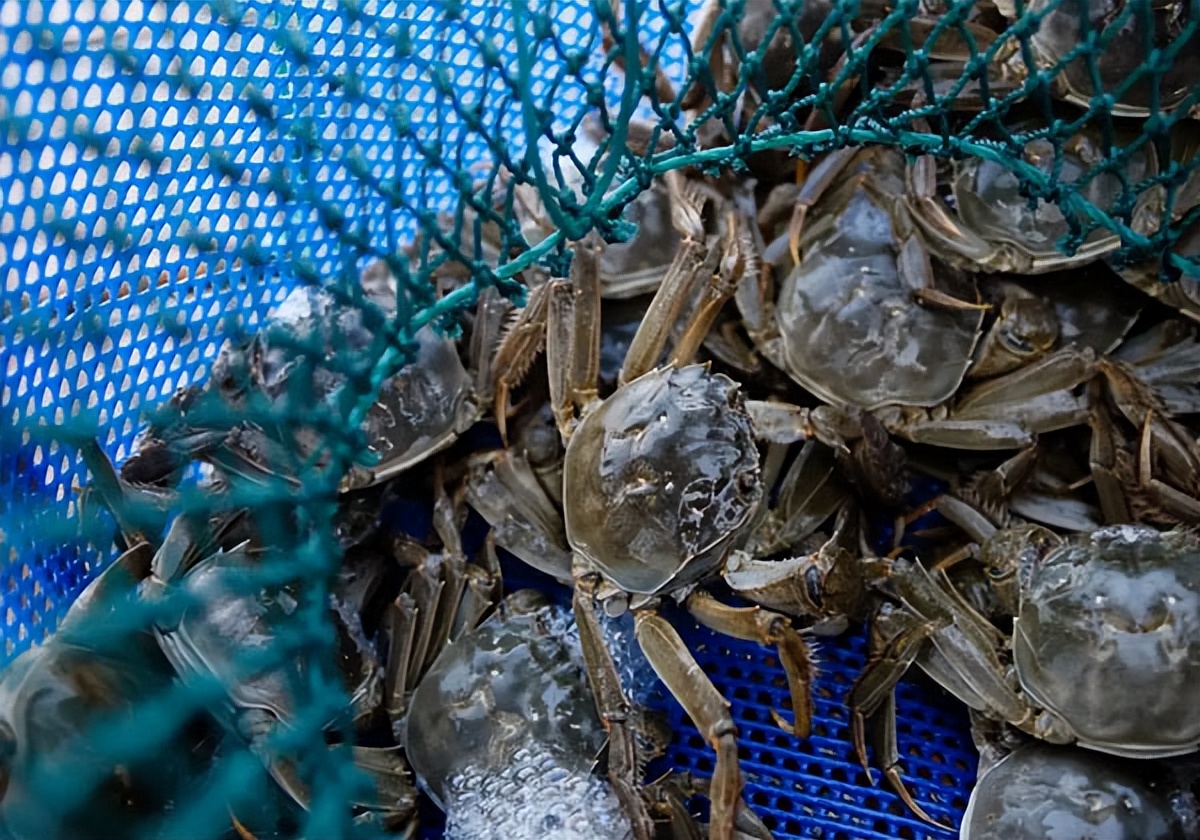 阳澄湖大闸蟹年底还有吗,阳澄湖大闸蟹市场价目前多少